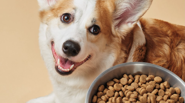 corgi-dog-food